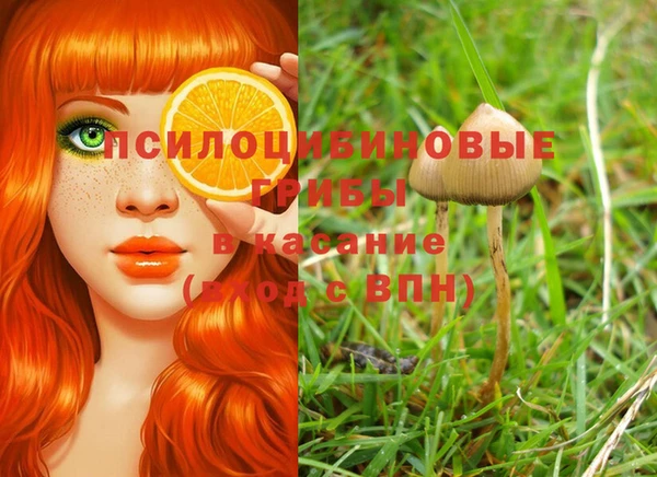шишки Аркадак